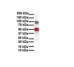 SLC26A3 Rabbit anti-Human, Polyclonal, Novus Biologicals 0.1ml; Unconjugated:Antibodies,